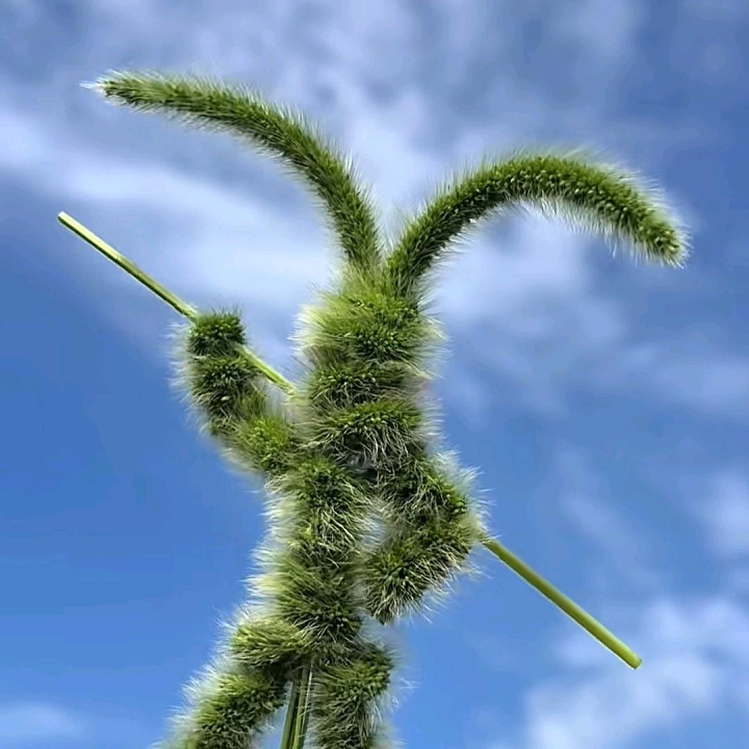 🌈是妖精呀
