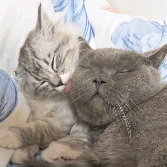 🐾嘻发王布🐾🐶