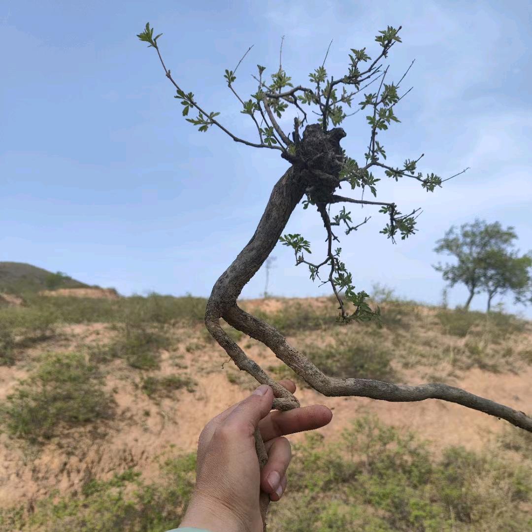太行山黄荆盆景根艺