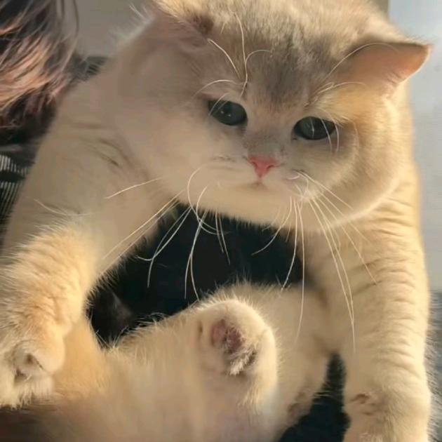 魏家潮宠，精品猫(七七）