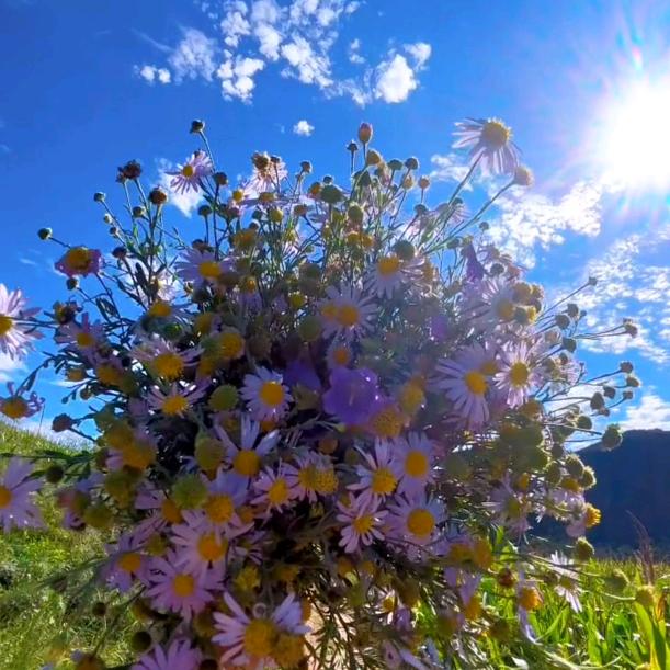 ঞ繁花🌼似锦꧔ꦿ᭄