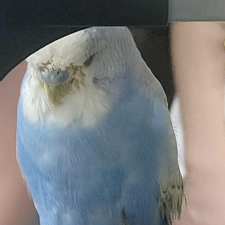 小铃铛🔔🔔🔔