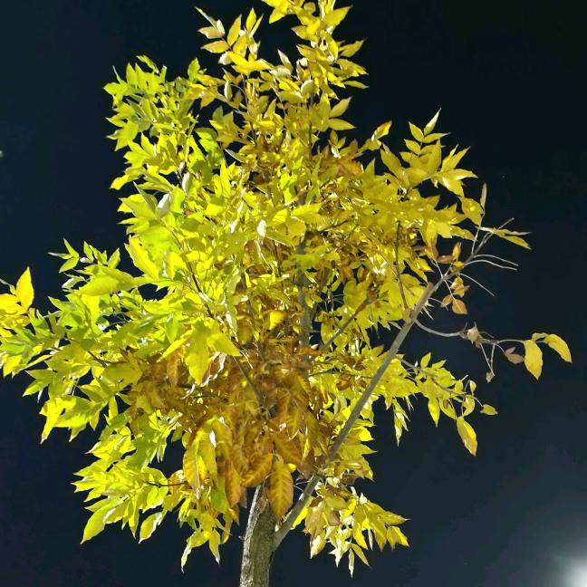 心静如水🇨🇳