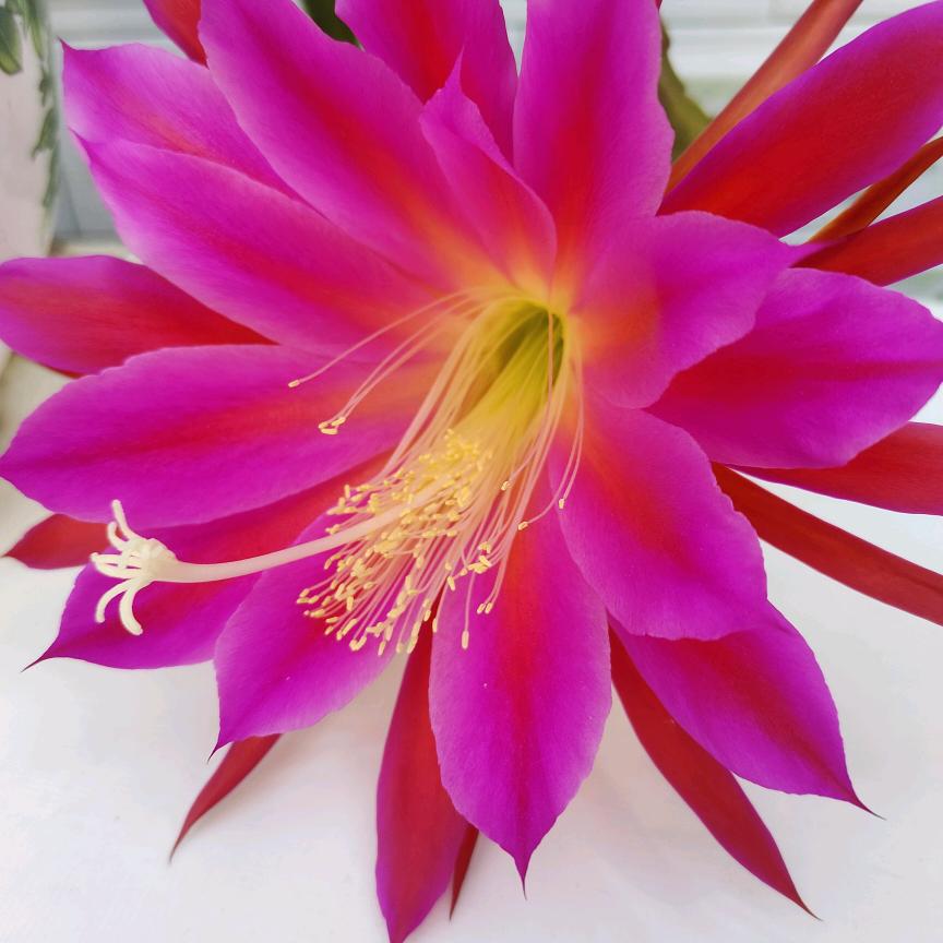 ꧔ꦿ℘半💞᭄᪲ᩚ꯭ᩚ颗💞᭄᪲ᩚ꯭糖꧔