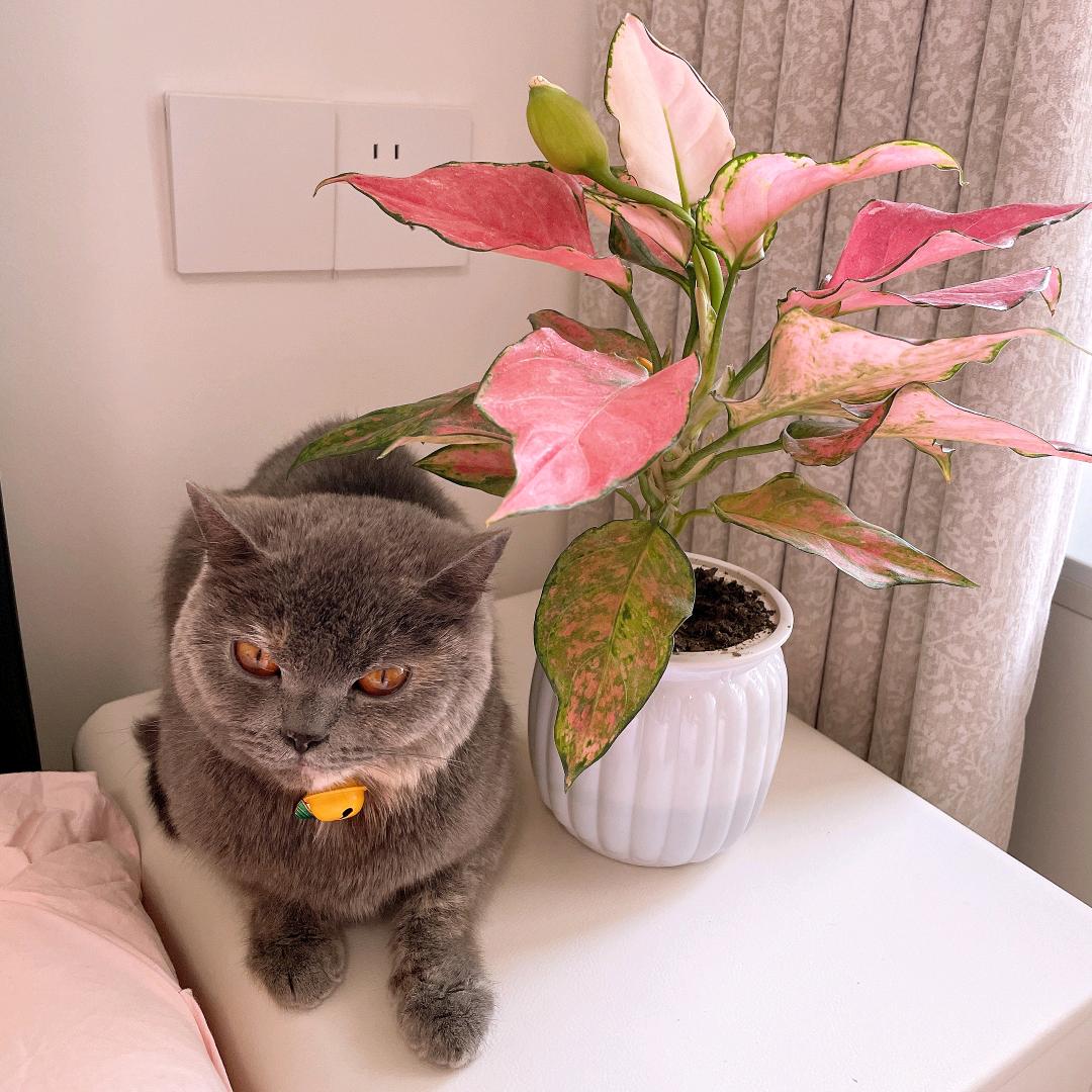 小花🌸碎碎念
