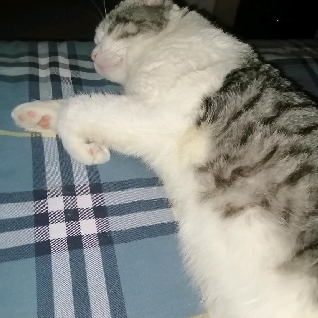 没银杏