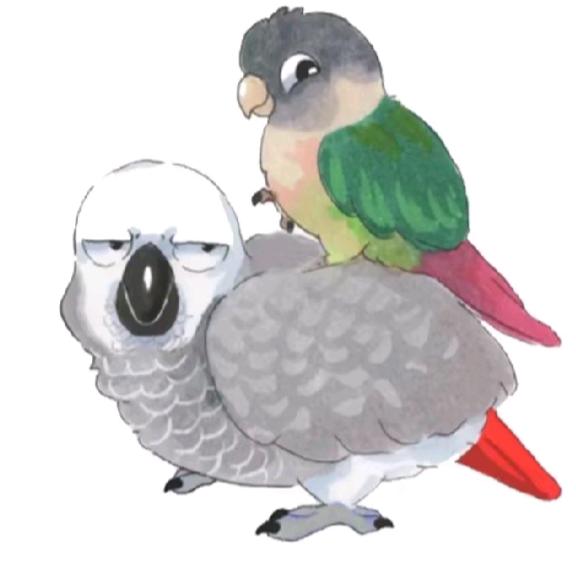 鲁V鸟宝养殖