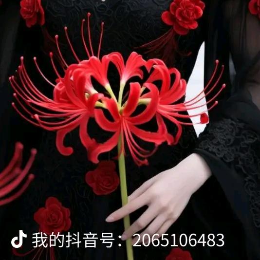彼岸花