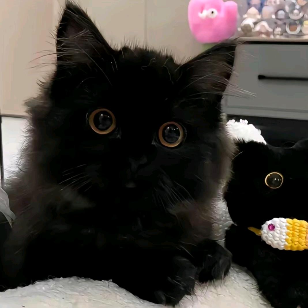 猹尔斯