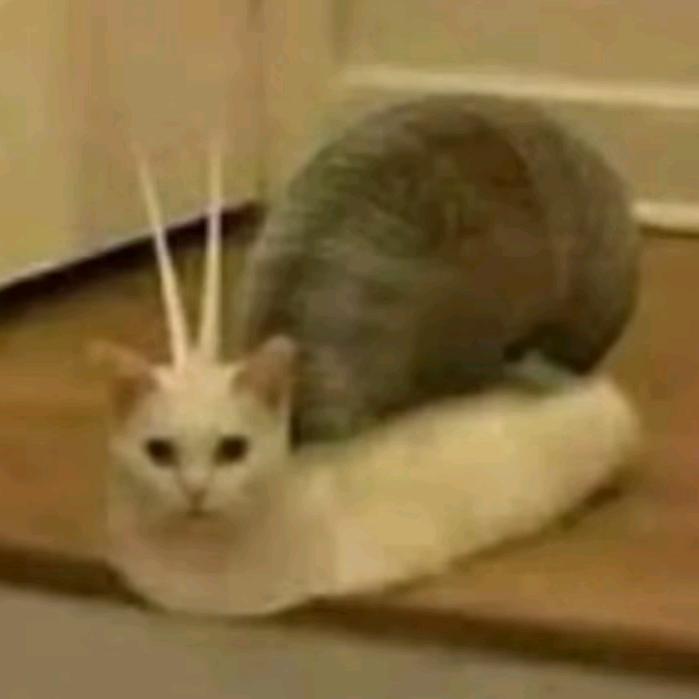 嘉子me