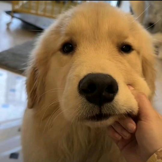 薄荷大王🥣(狙击蝴蝶版本)
