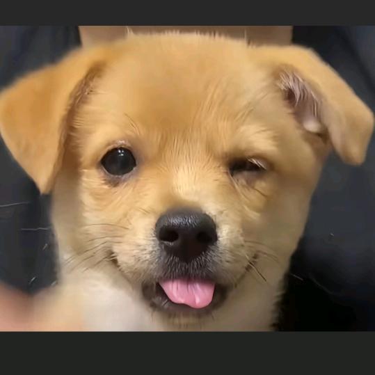 胖墩