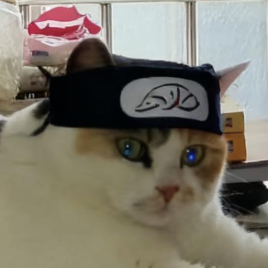 木叶忍猫奥莉参上！
