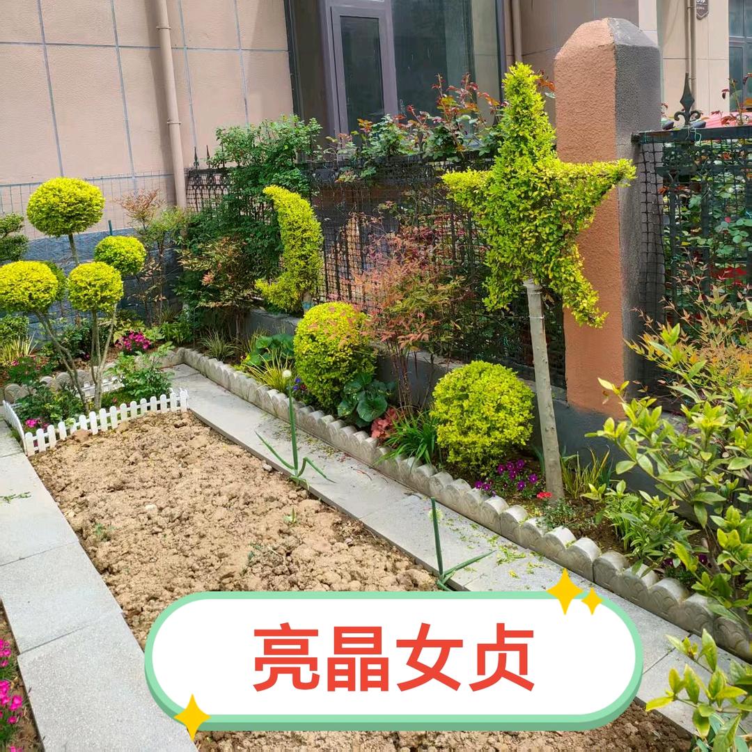 百货商行         （庭院植物）