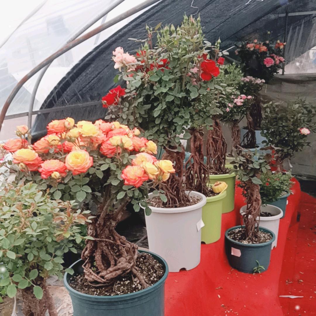 画开时 园艺绿植