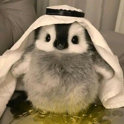 郭的猫宁
