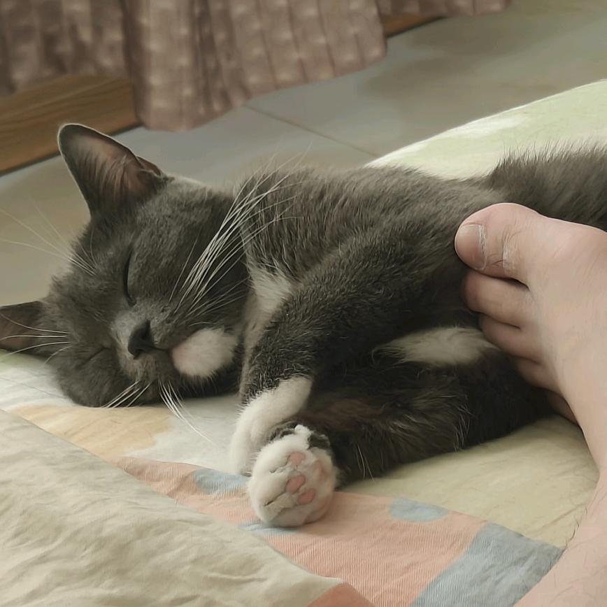 八万是只🐱(求关注版)