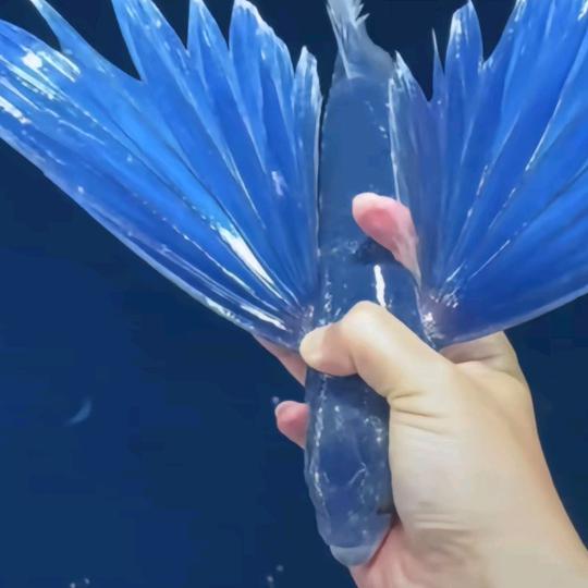 兰心慧质小铺