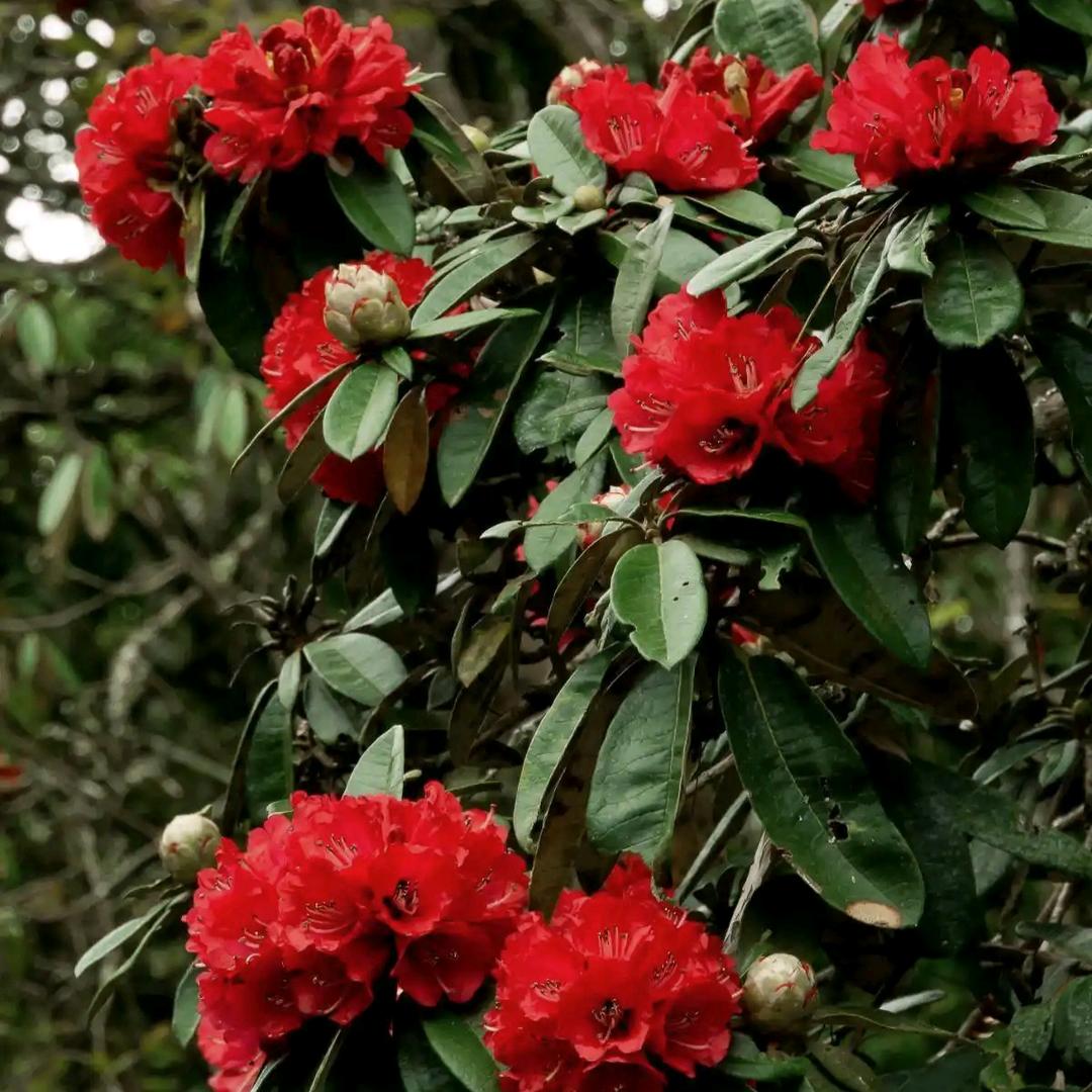 鑫缘杜鹃映山红