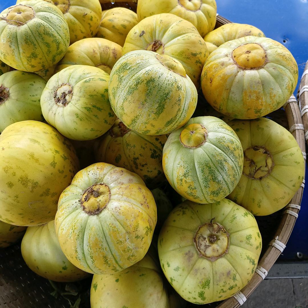 公吉乡铁城香瓜采摘园