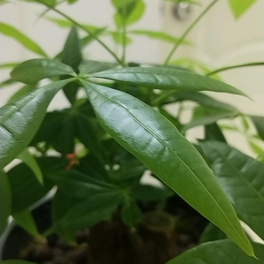 子不语