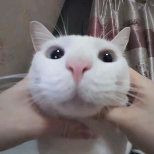 仙贝贝