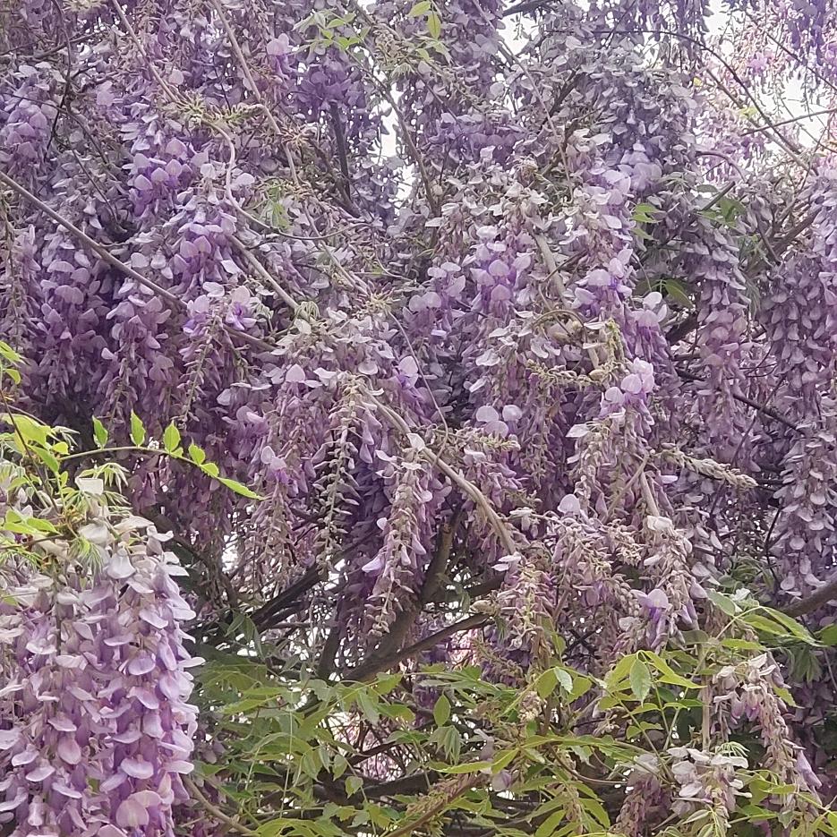 ～石头～