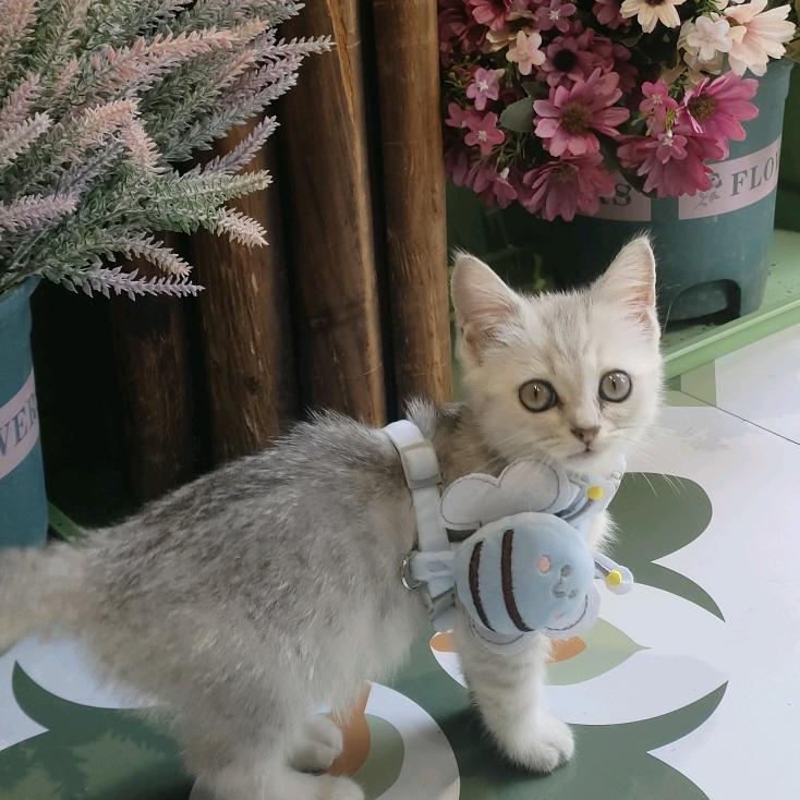 小羊静静（好运连连版）