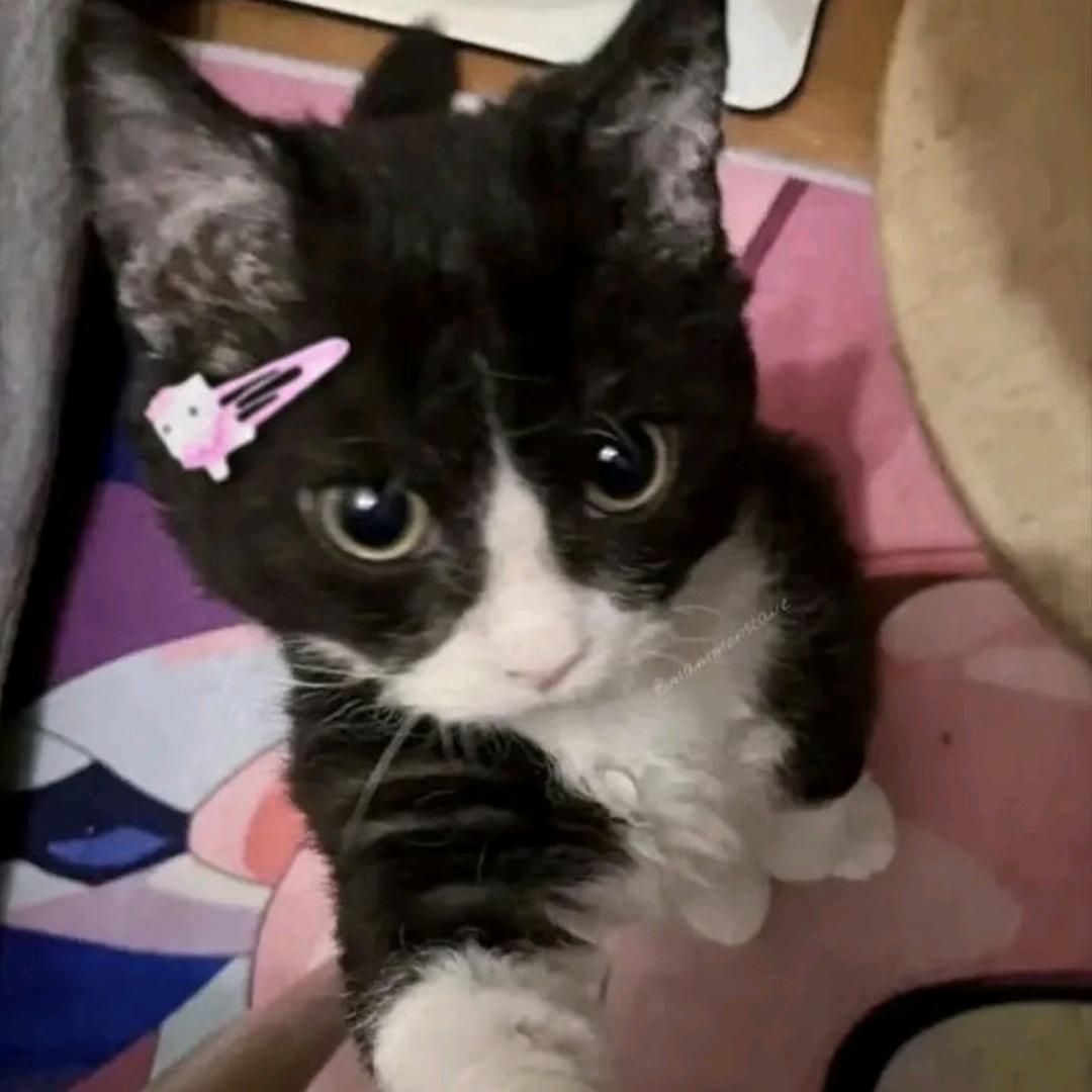 小猫不流泪
