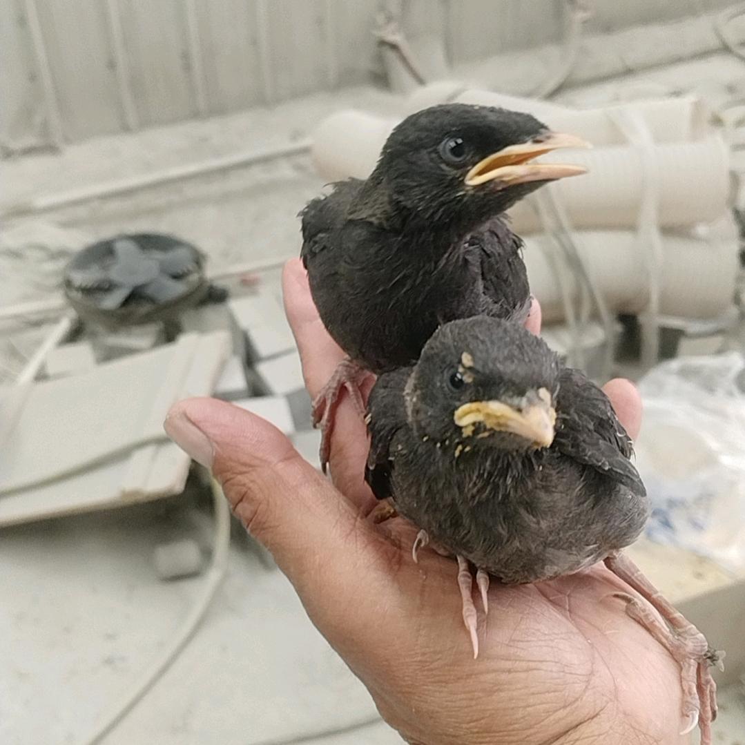 孤久成瘾_232003092