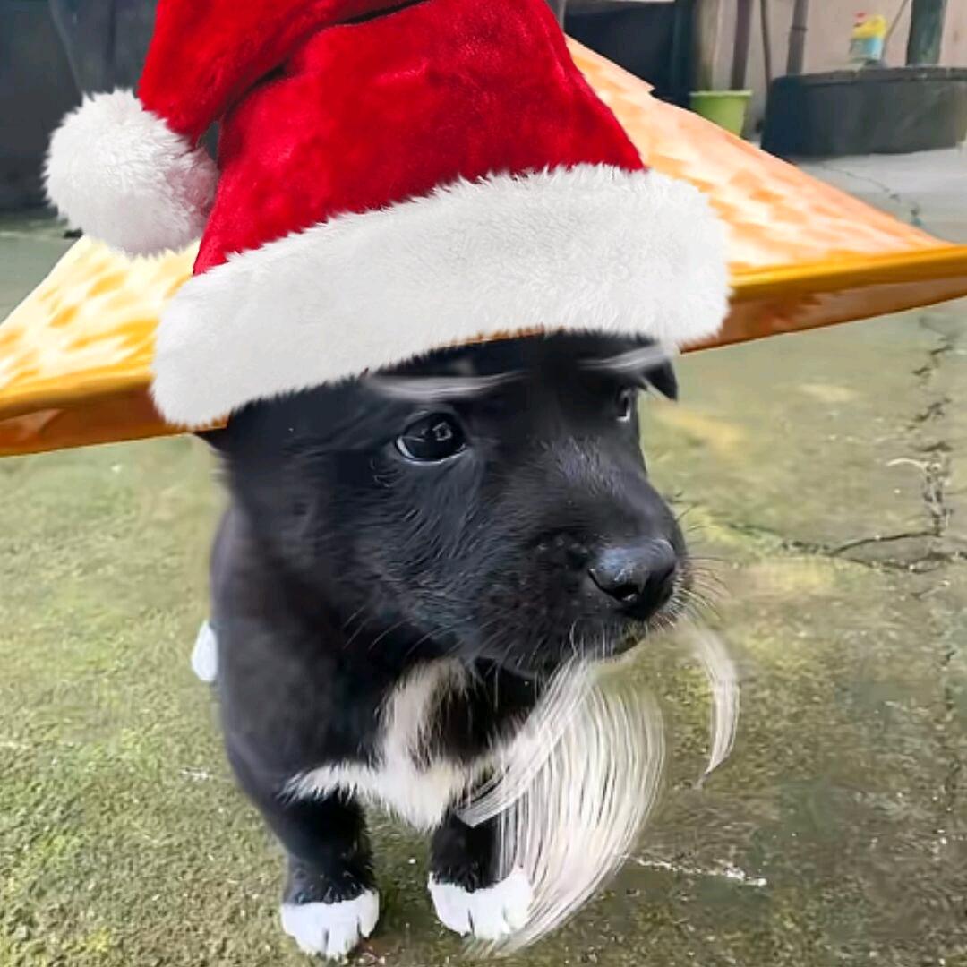 多栋大王统治地球