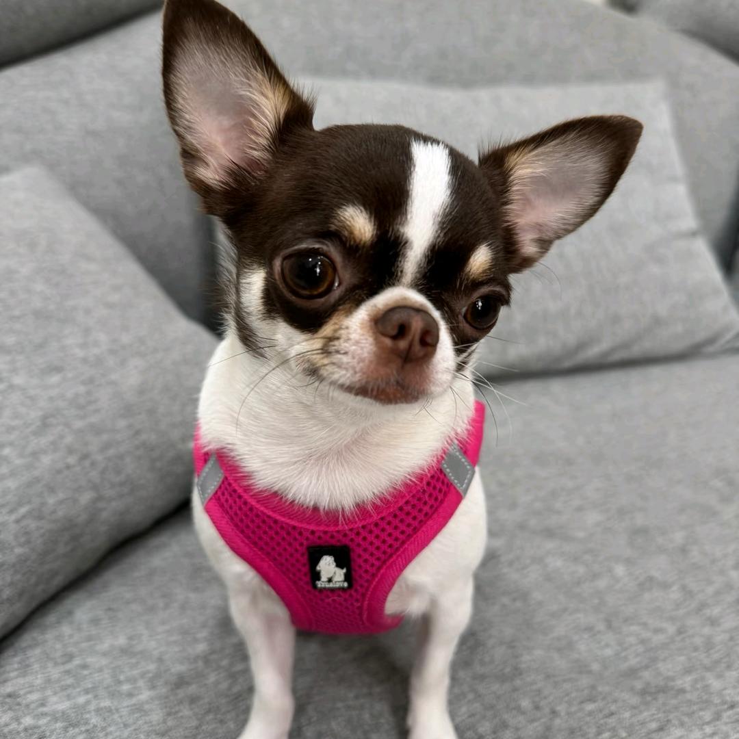 双儿🌼（等光）