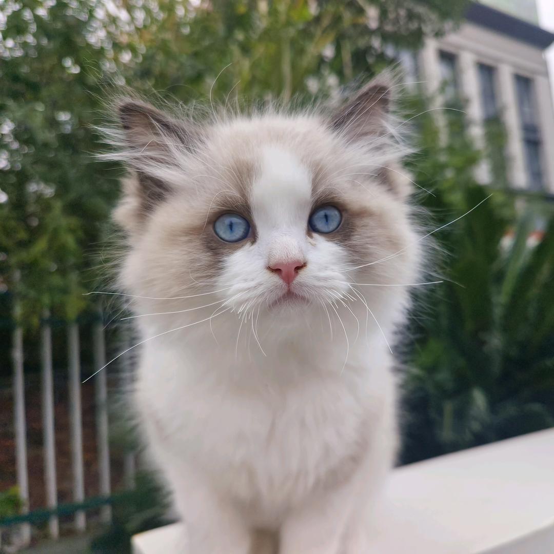 圆子和猫🐱