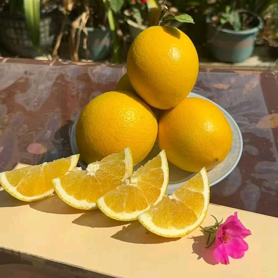 华恒果园赣南脐橙