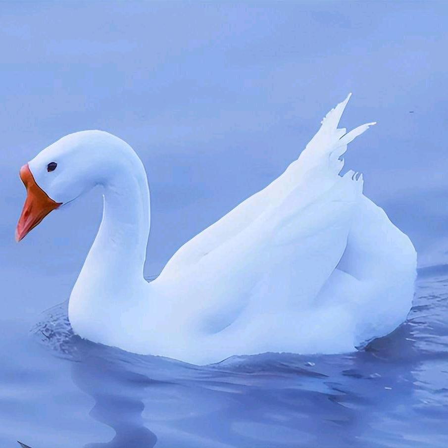 鹅呀🦢
