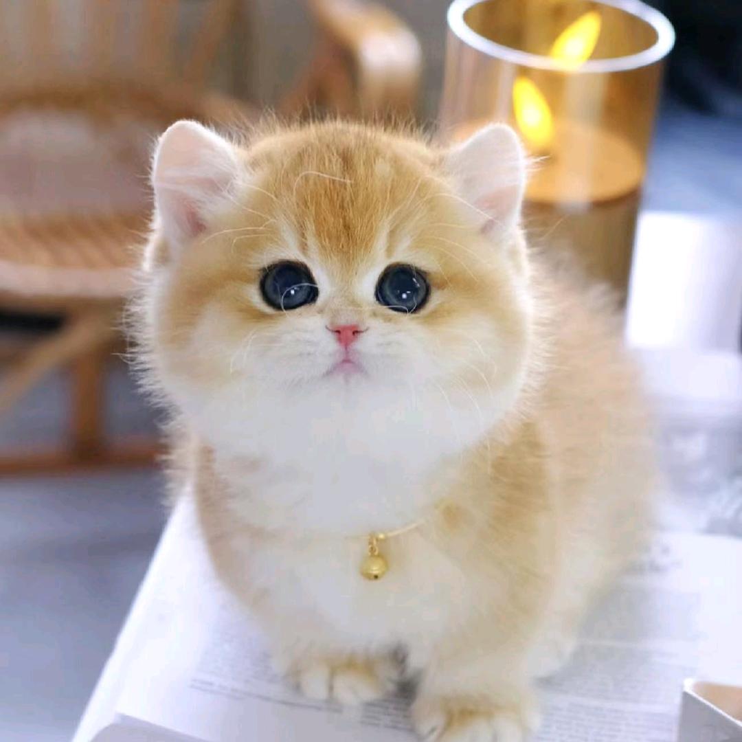 岩姐的猫咪幼儿园
