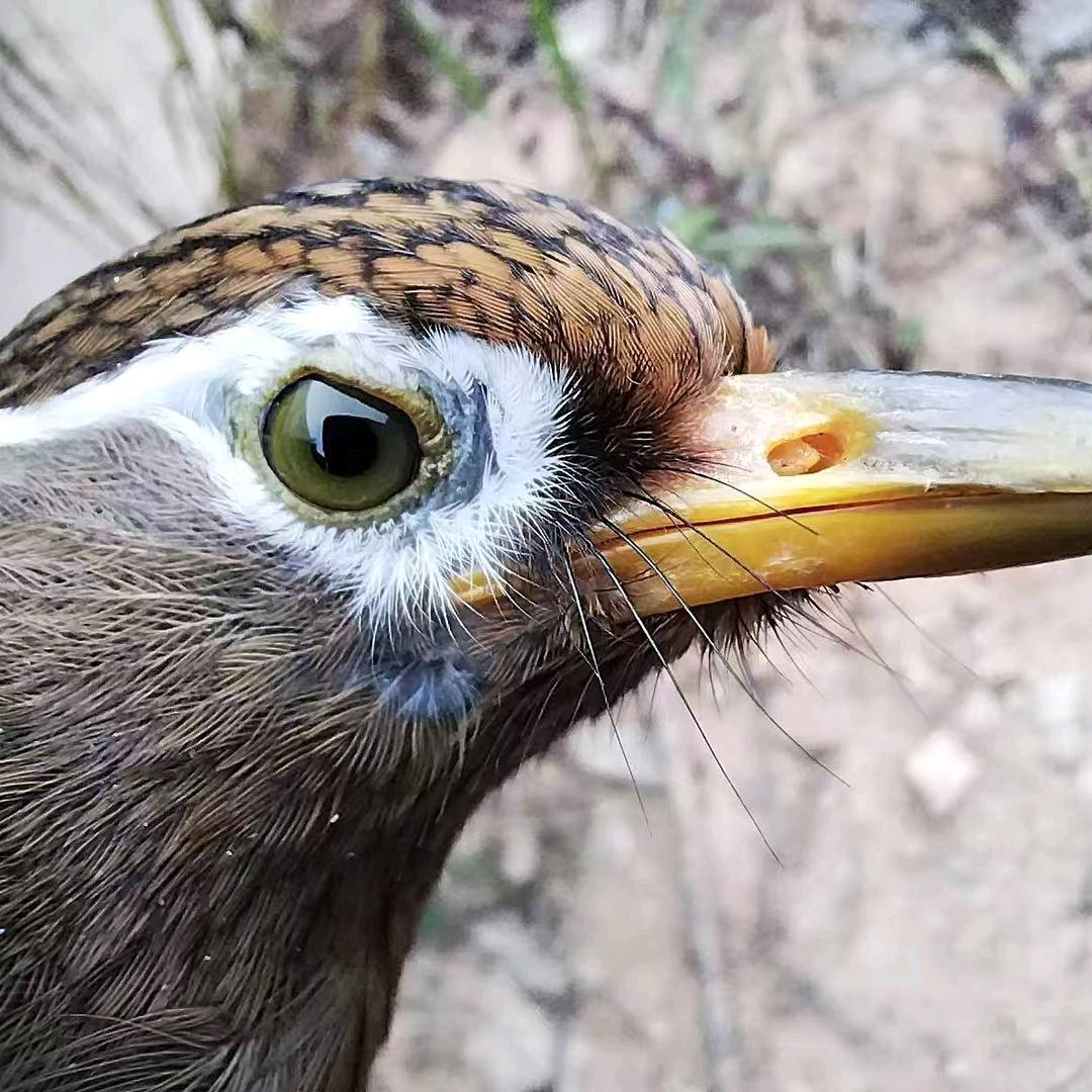 大鸟