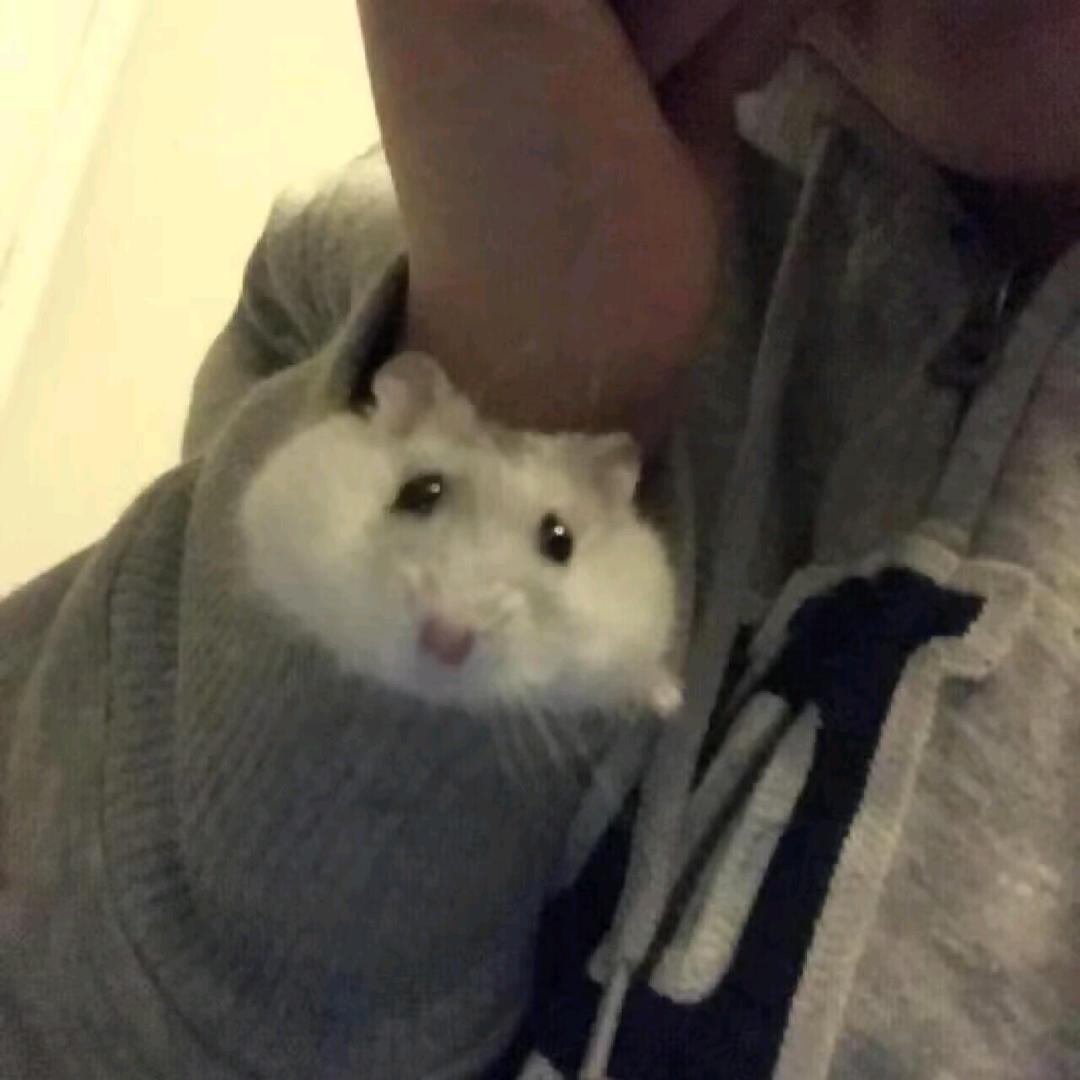 超级无敌眠羊大王💤