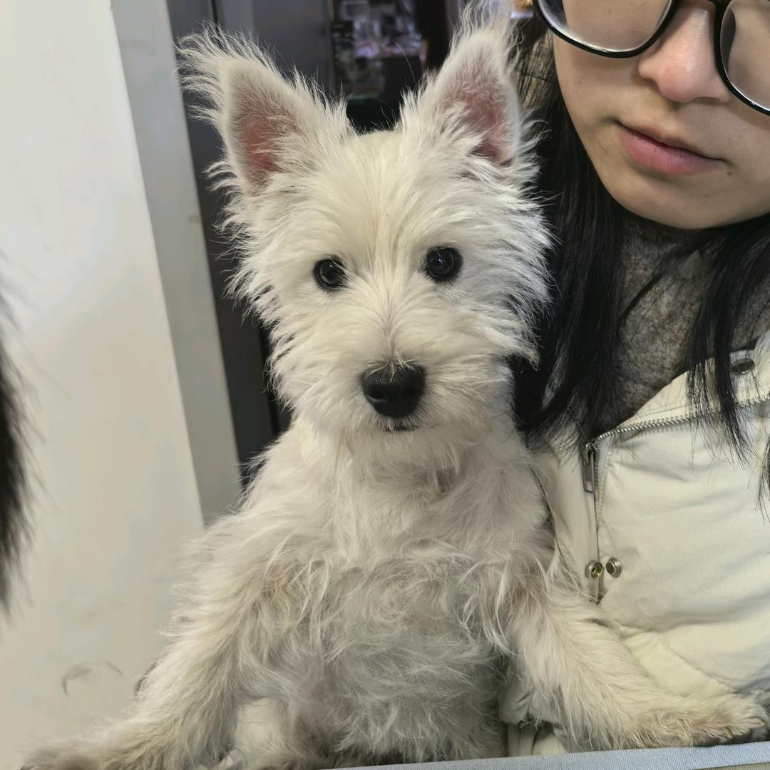 我家狗狗🐶会大乱斗