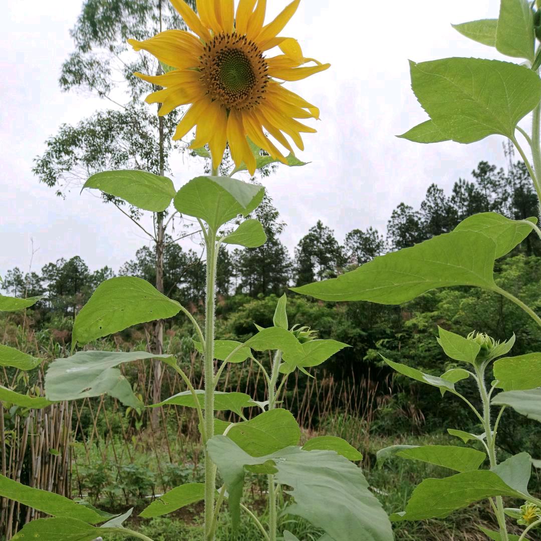 思念除了思念还是思念