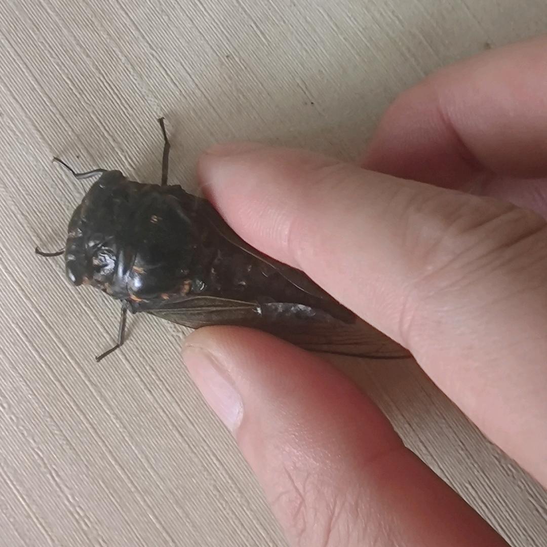 六六蚊