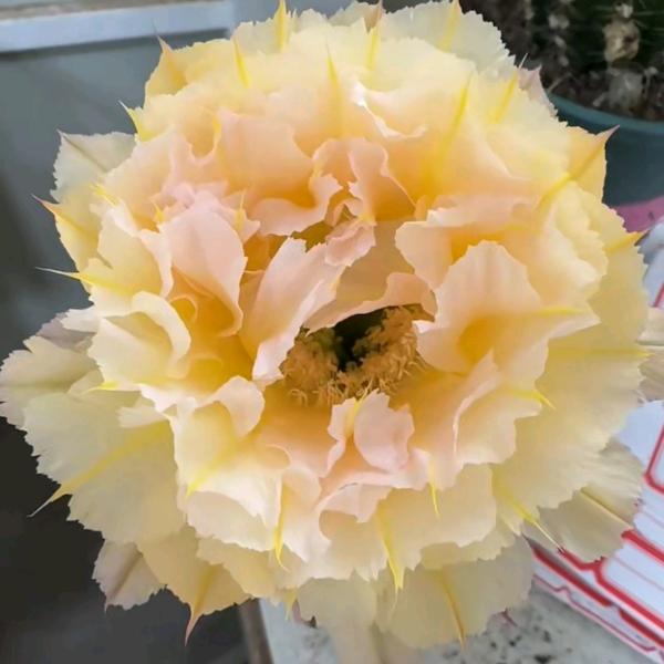 雅安花海果都物语彩草