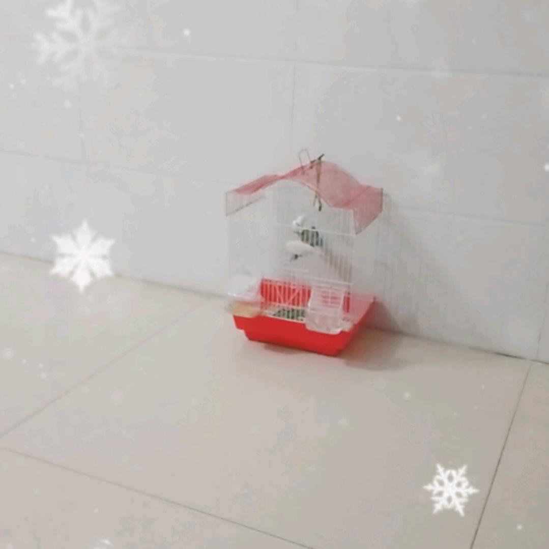 小宝贝