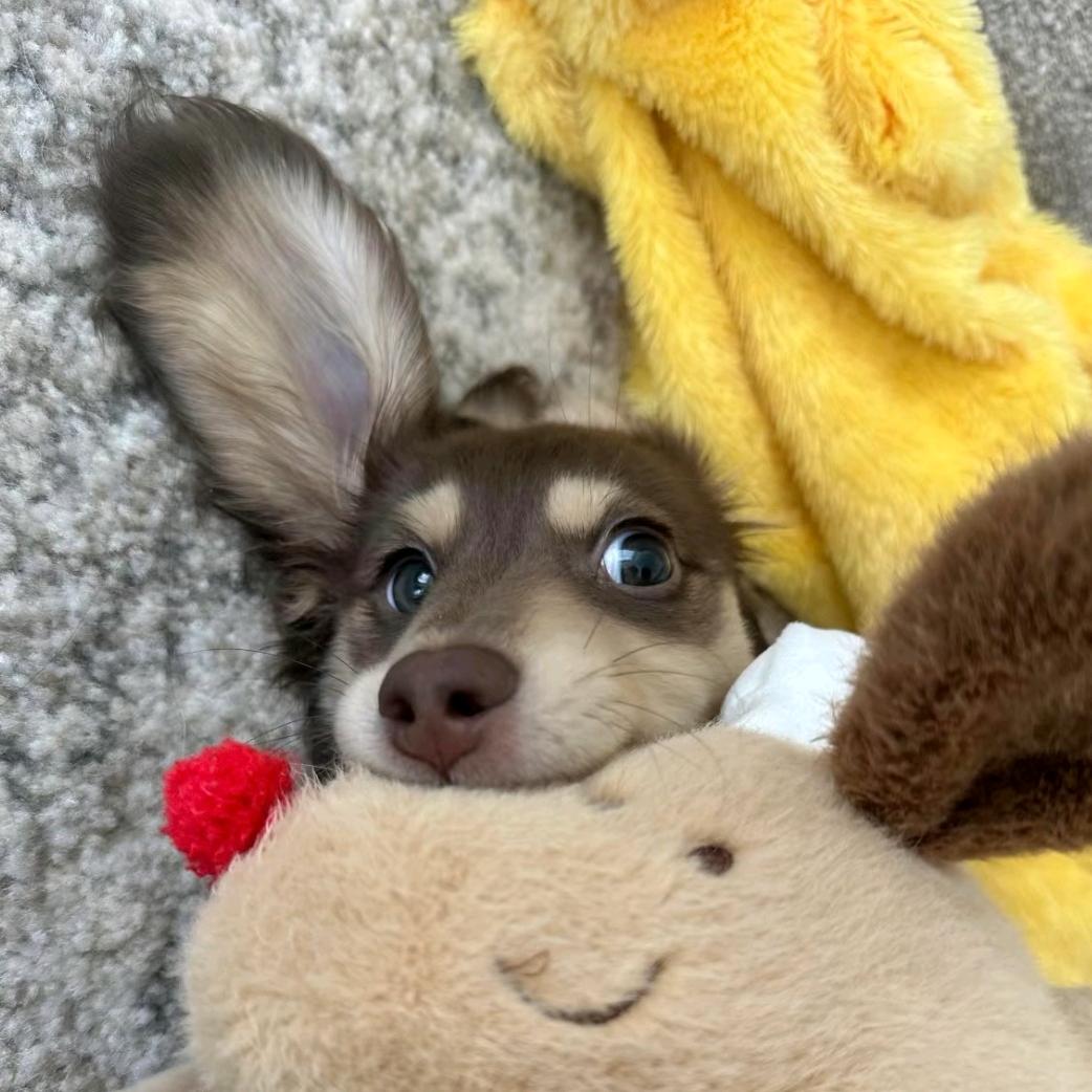 🐯小姚同学🦋