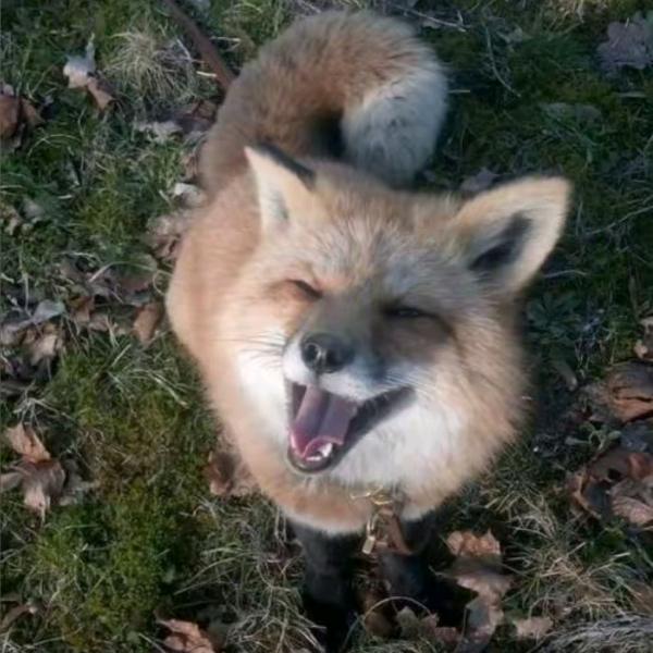 超级菠萝饲养家