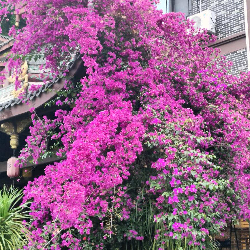 开心每一天