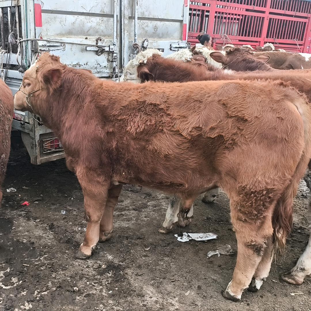 成武古城牛肉店