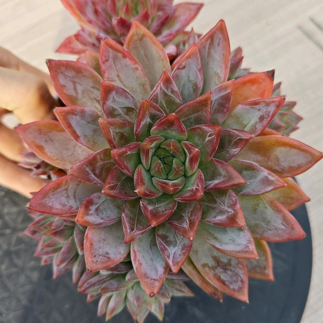 啵啵😘😘