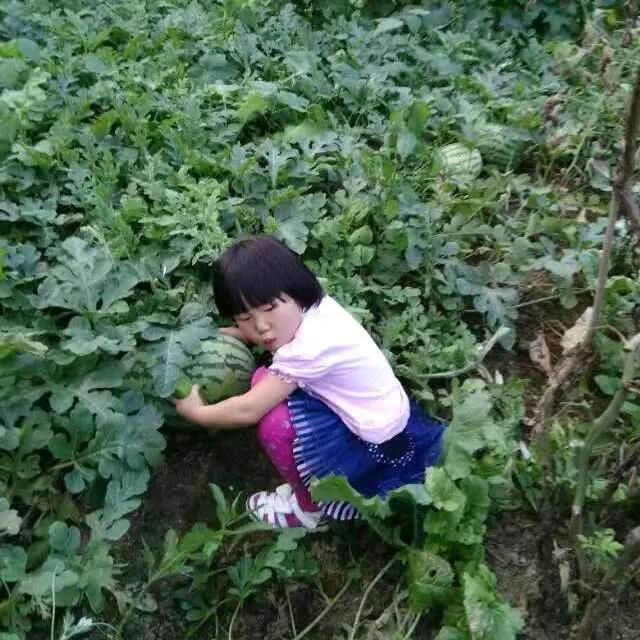 凤凤