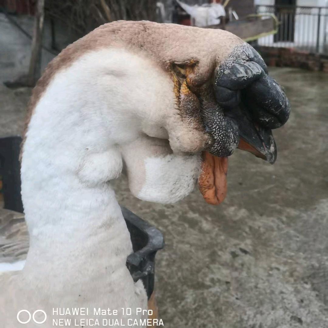 ꧁无三贵꧂